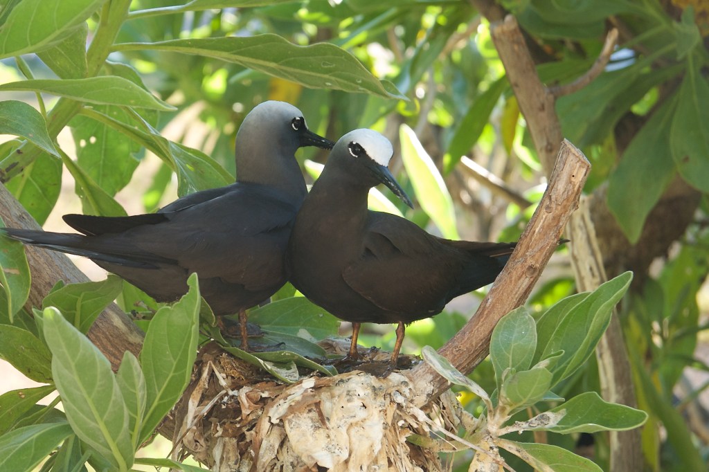  Couple in tree ready to nest