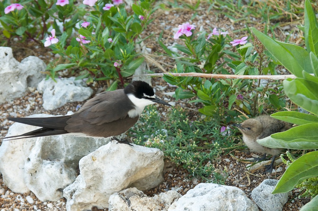 Fluffy chick and parent  bird by the path on Lady Elliot Island