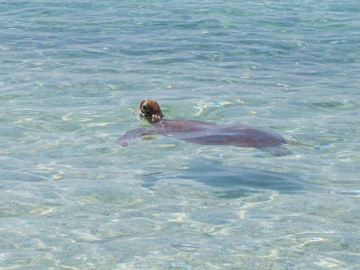 Lady Elliot Island on the Great Barrier Reef: Coral and marine&nbsp;life