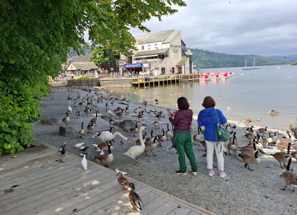 Birds mob tourists at Bowness